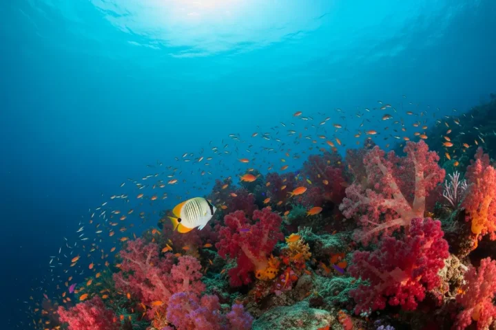The Maumere Sea Gardens: A Diver's Guide