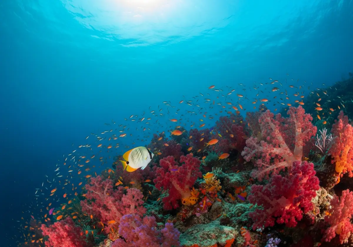 The Maumere Sea Gardens: A Diver's Guide
