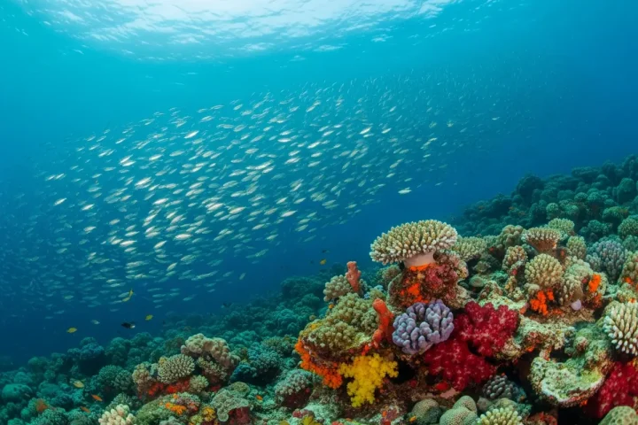 Why Dive the Whole of Flores, Not Just Komodo